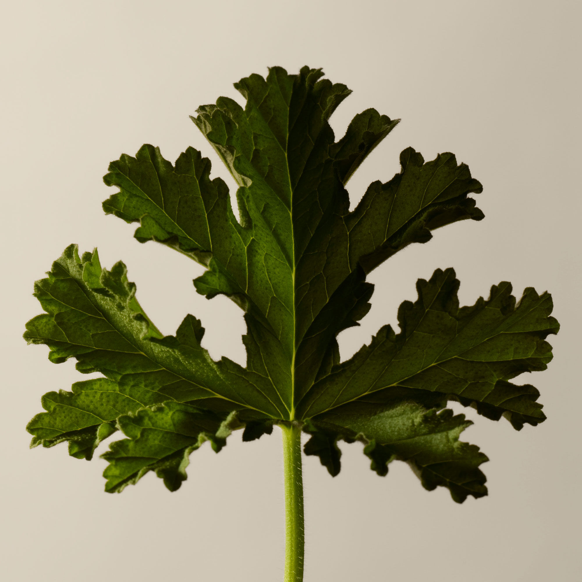 Geranium Leaf Hydrating Body Treatment | Body Oil