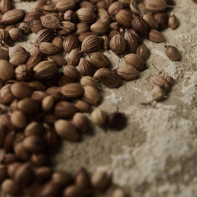 Close-up of coriander seeds scattered across a pale textured surface.