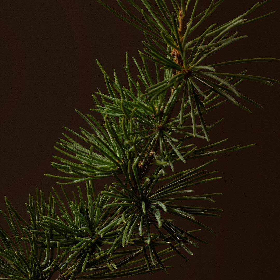 Close-up of a pine branch with green needles against a dark background.