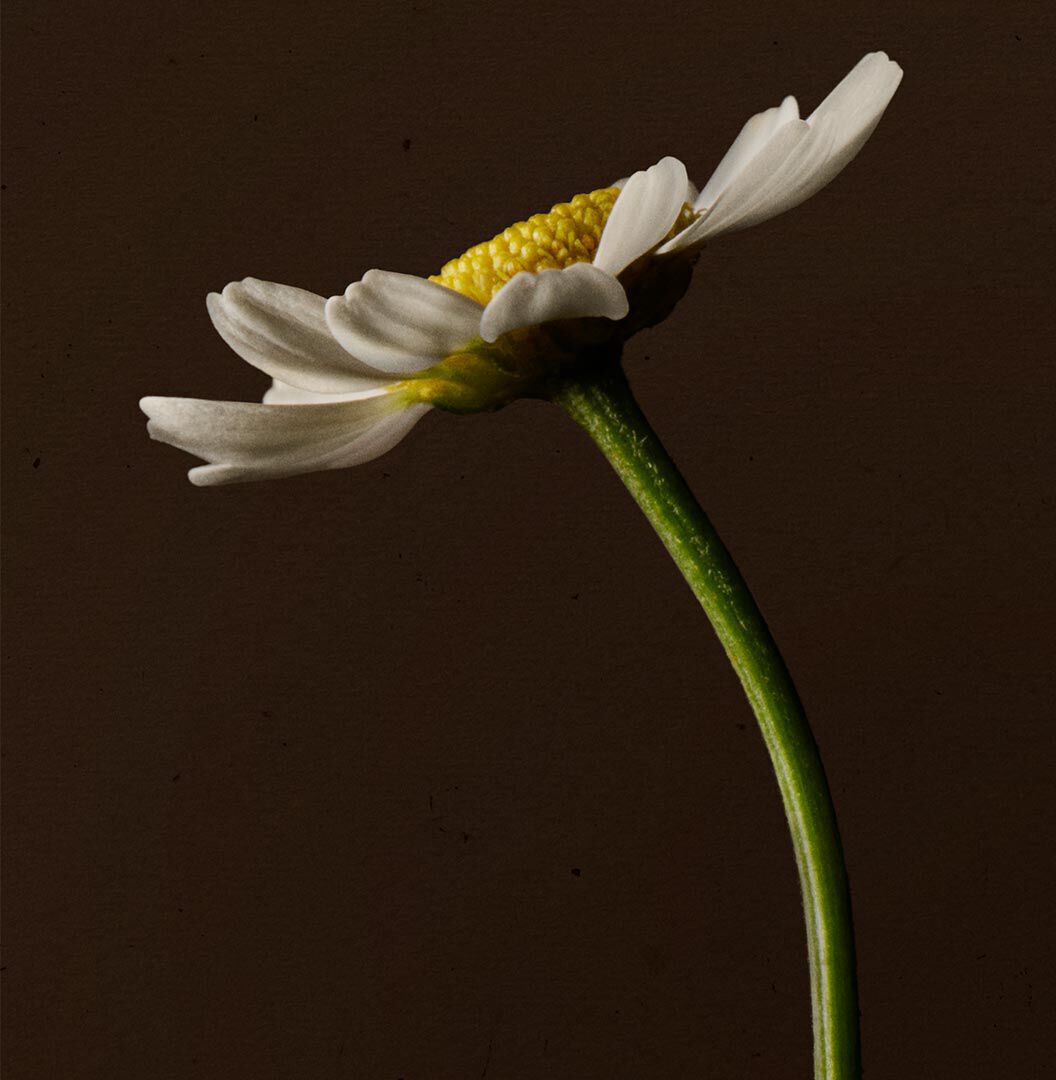 Close-up of a white daisy on a curved green stem against a dark background.