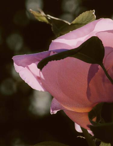 Close-up of pink rose petals with curved leaf silhouettes, soft highlights, and a dark background emphasising layered floral texture.