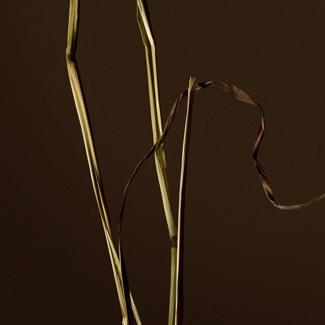 Close-up of pale dried grass stems with a curled brown strand against a dark background.