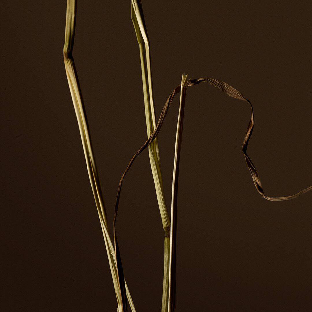 Close-up of pale dried grass stems with a curled brown strand against a dark background.