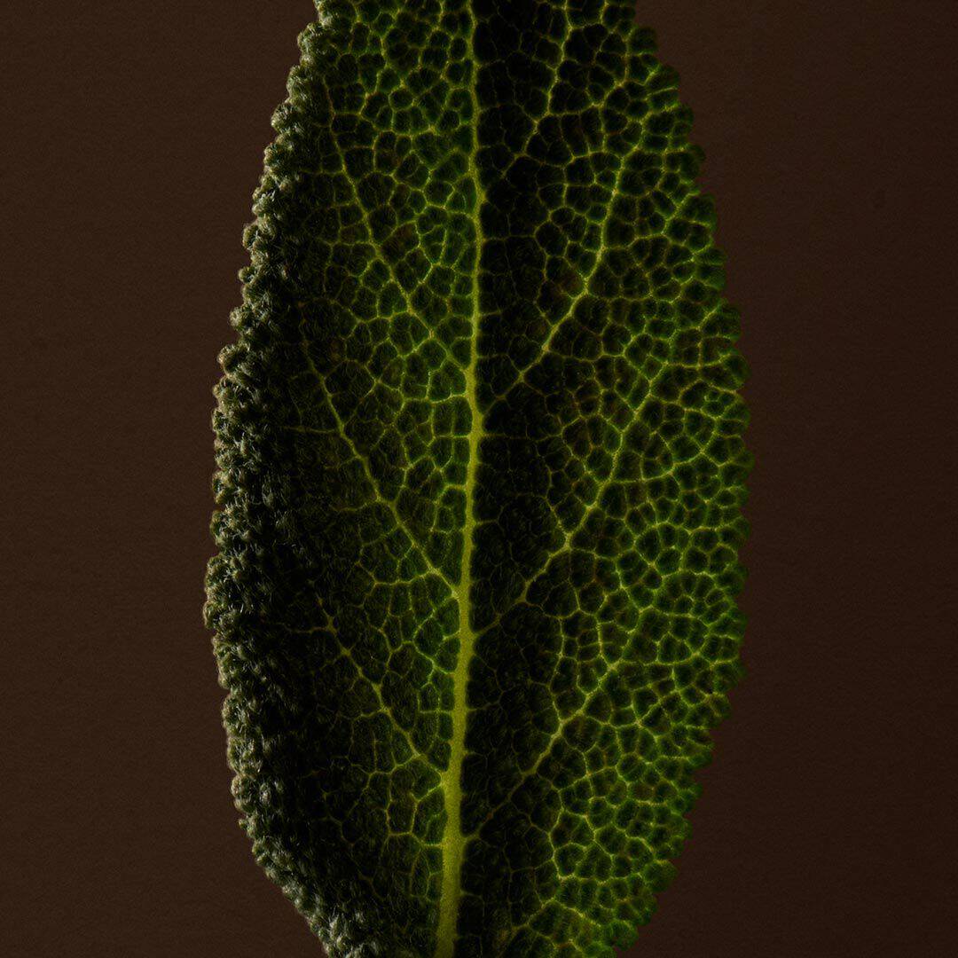 Close-up of a textured green leaf with raised veins against a dark background.