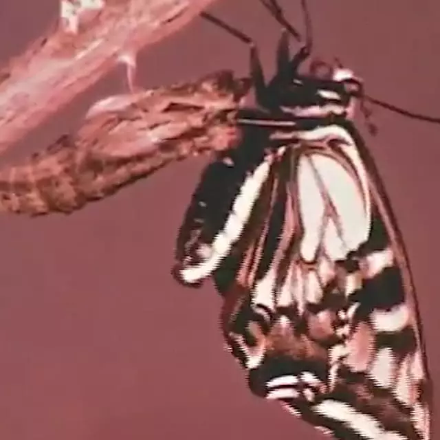 Metamorphosis Image