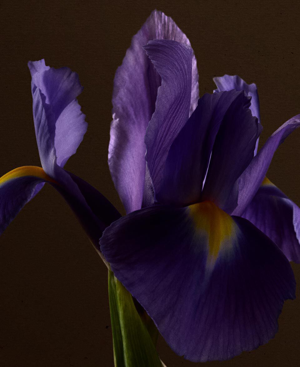 Close-up of a purple iris flower against a deep brown background.