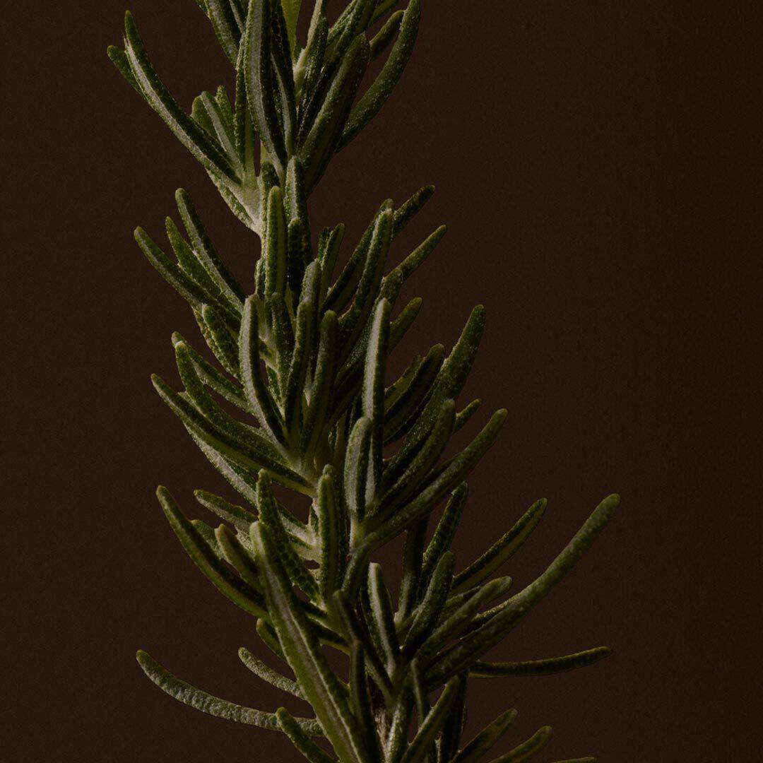 Close-up of a rosemary sprig with narrow green leaves against a dark background.