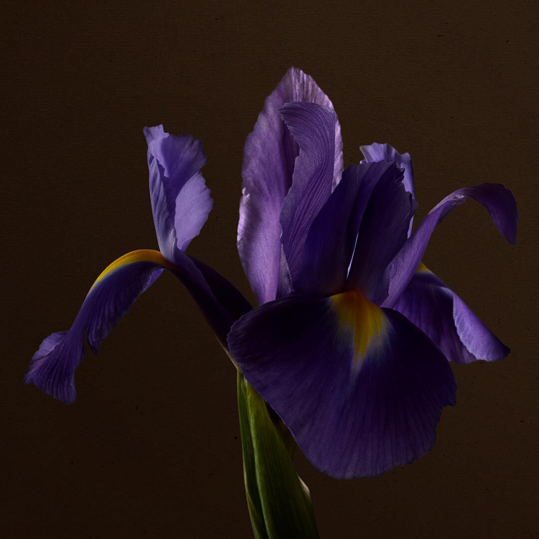 Close-up of a purple iris flower with yellow markings against a dark brown background.