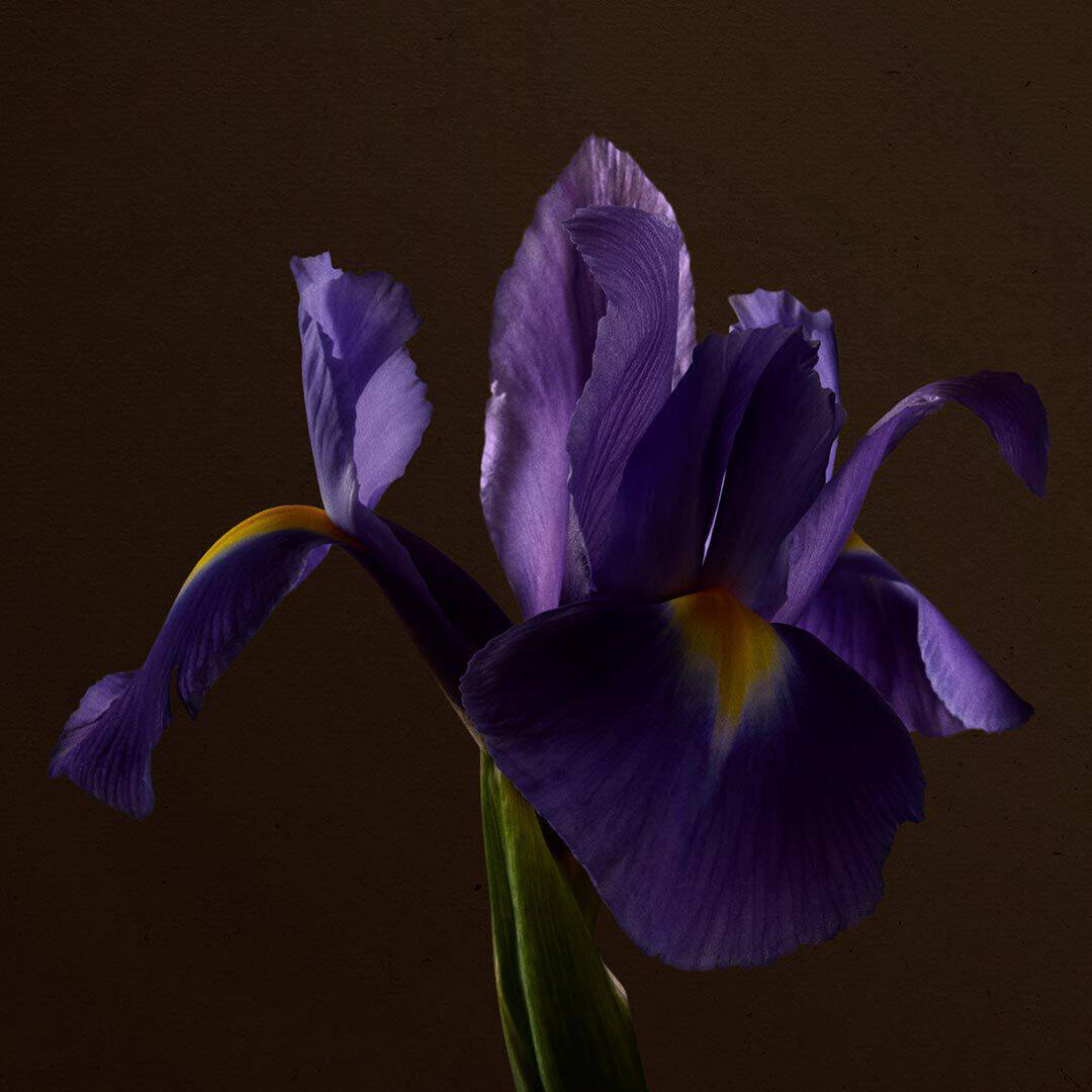 Close-up of a purple iris flower with yellow markings against a dark brown background.