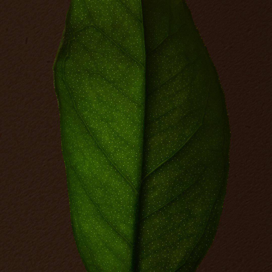 Close-up of a green leaf with a central vein against a dark brown background.
