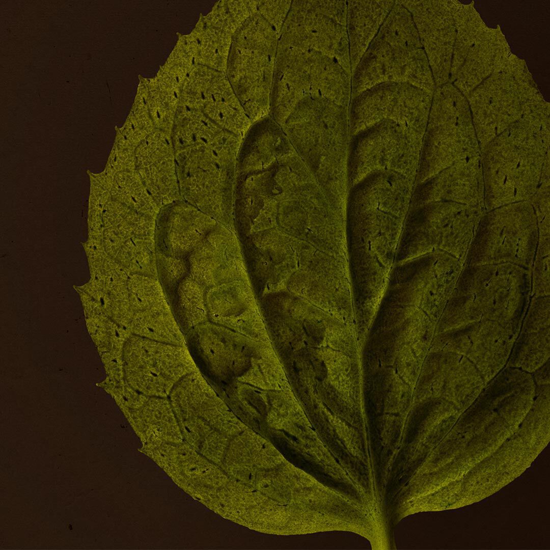 Close-up of a green leaf with raised veins against a dark brown background.
