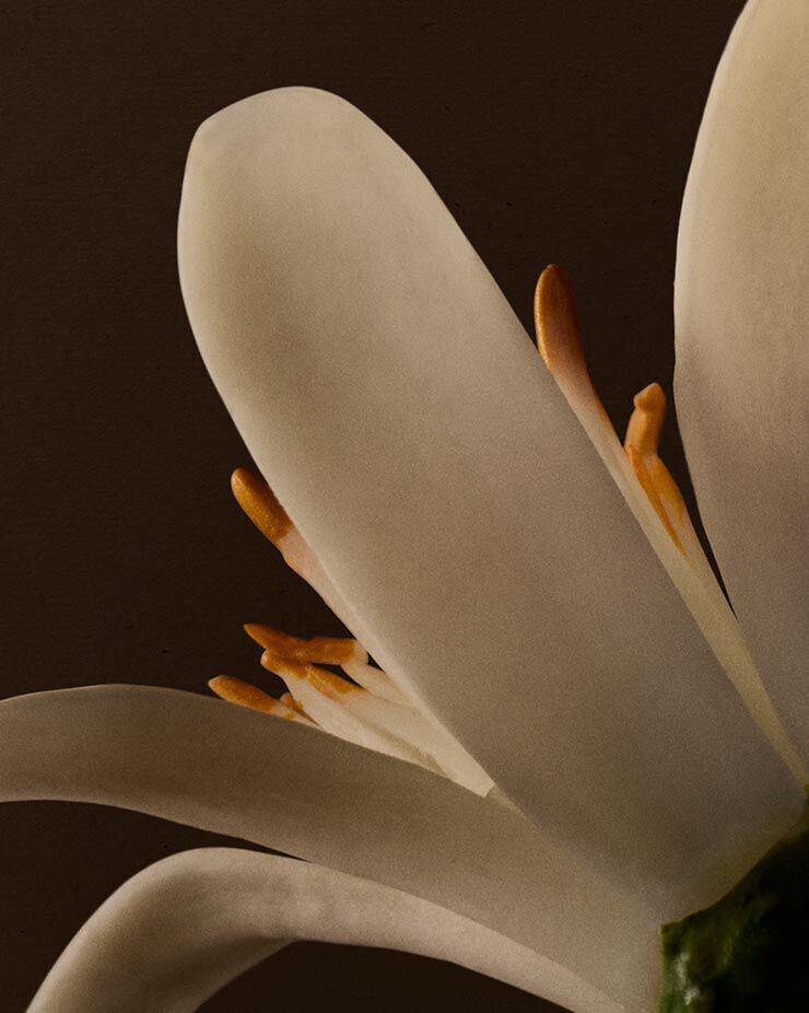 Close-up of a white flower with orange stamens against a dark background.