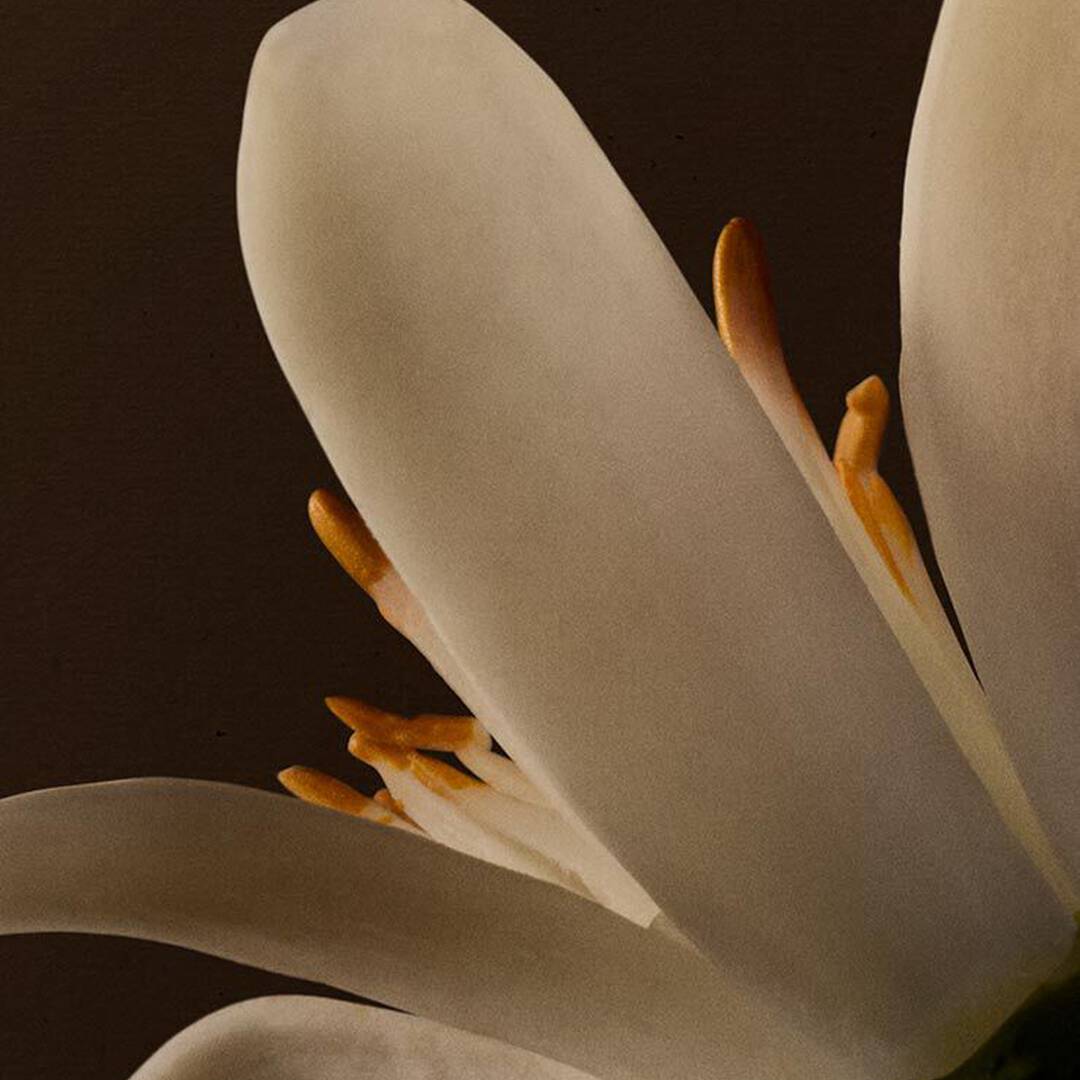 Close-up of a white flower with orange stamens against a dark background.